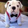 Bulldog USA Pride