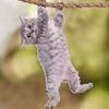 pinkcatsomg672