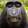 lifemonkey42