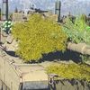 blakepadillatank