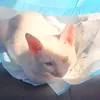 bunmumcc