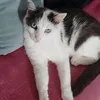agentpeacocklikesninjago