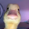 quack_on_crack_