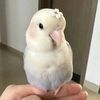 3cinnomon_roll