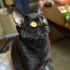 catsandsims