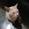 ainun9225