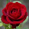 jannat.islam.2468