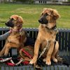 lifewithgoldenshepherds
