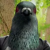 paaarty.pigeon