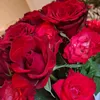 omarali3247