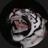 boxer_carder1