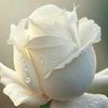 Rosas Blancas