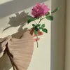 7_ranii