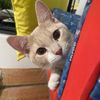 macaronithekittyontiktok