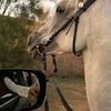 hassan.binsharif