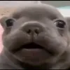 realgrunk