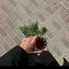 اأصطيف ᥫ᭡