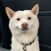Funny  dog-1077
