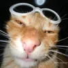 hallo_234568