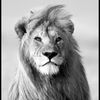 mikkel.d..mrch