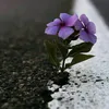 معتصم