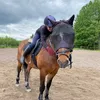 .equestrian_eevi67