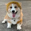 corgis.haru
