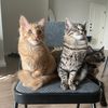 x.catnanigans.x