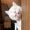 🍒_পিচ্চি★বিলাই_🐈