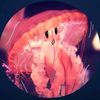 crazy_squid851