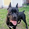 nellithecanecorso