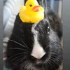 tothocoelho