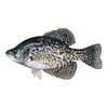 blackcrappie9