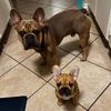 monty_and_murphy