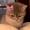 andichelsy_