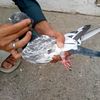 faizan.rafi0