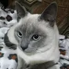 tiamin66