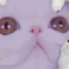neko.yangol
