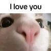 im_tulzz6