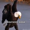 adam_ashmawi