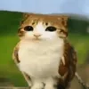 hungdrama22