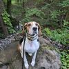 ari8paws