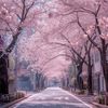 francis._07a
