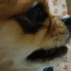 kitty_shop_love