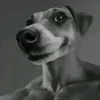 antoniorare003