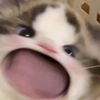 nanadoongie.00