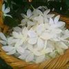 yasmin.alsham945