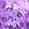 lila3flor