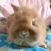 kitelusz