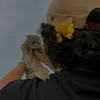 bahezshexany